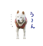 白柴はーたん（個別スタンプ：23）