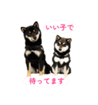 せんたといちこのスタンプ（個別スタンプ：7）