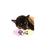 せんたといちこのスタンプ（個別スタンプ：31）
