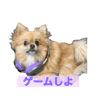 毎日ポテチ第4段（個別スタンプ：4）