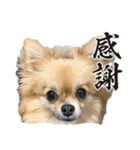 毎日ポテチ第4段（個別スタンプ：10）
