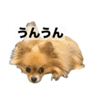 毎日ポテチ第4段（個別スタンプ：13）