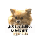 毎日ポテチ第4段（個別スタンプ：20）