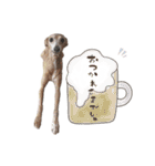 イタグレ・スタンプ〜リサリサだち（個別スタンプ：16）