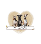 イタグレ・スタンプ〜リサリサだち（個別スタンプ：32）
