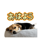 COCO little beagle 3（個別スタンプ：9）