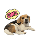 COCO little beagle 3（個別スタンプ：12）