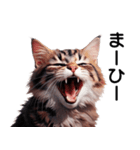 可愛い猫の猫語でおしゃべり！（個別スタンプ：25）