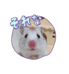 おもちの予感（個別スタンプ：1）