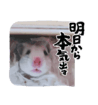 おもちの予感（個別スタンプ：2）