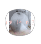 おもちの予感（個別スタンプ：5）
