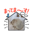 おもちの予感（個別スタンプ：7）