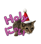 さわがしいねこたちの年末年始（個別スタンプ：4）