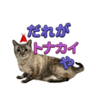 さわがしいねこたちの年末年始（個別スタンプ：5）