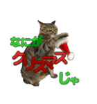さわがしいねこたちの年末年始（個別スタンプ：6）