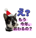 さわがしいねこたちの年末年始（個別スタンプ：7）