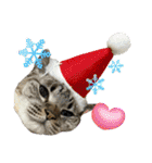 さわがしいねこたちの年末年始（個別スタンプ：8）
