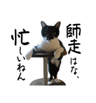 さわがしいねこたちの年末年始（個別スタンプ：9）