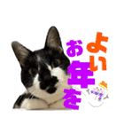 さわがしいねこたちの年末年始（個別スタンプ：10）