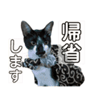 さわがしいねこたちの年末年始（個別スタンプ：12）