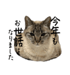 さわがしいねこたちの年末年始（個別スタンプ：14）
