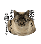 さわがしいねこたちの年末年始（個別スタンプ：15）