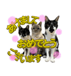 さわがしいねこたちの年末年始（個別スタンプ：17）