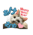 さわがしいねこたちの年末年始（個別スタンプ：18）