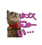 さわがしいねこたちの年末年始（個別スタンプ：19）