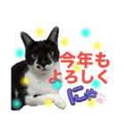 さわがしいねこたちの年末年始（個別スタンプ：21）