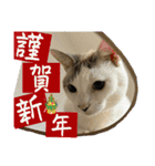 さわがしいねこたちの年末年始（個別スタンプ：22）