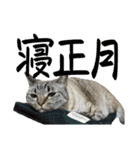 さわがしいねこたちの年末年始（個別スタンプ：24）