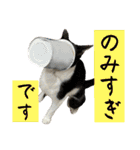 さわがしいねこたちの年末年始（個別スタンプ：25）