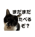 さわがしいねこたちの年末年始（個別スタンプ：26）
