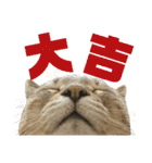さわがしいねこたちの年末年始（個別スタンプ：27）