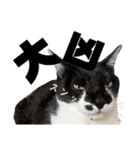 さわがしいねこたちの年末年始（個別スタンプ：28）