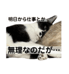 さわがしいねこたちの年末年始（個別スタンプ：31）