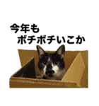さわがしいねこたちの年末年始（個別スタンプ：32）