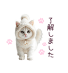 モコモコな装いの猫さん【敬語多め】（個別スタンプ：5）