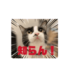 猫(こはくとおと)のスタンプ（個別スタンプ：1）