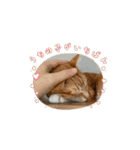 猫(こはくとおと)のスタンプ（個別スタンプ：3）