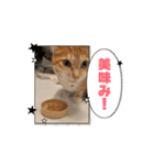 猫(こはくとおと)のスタンプ（個別スタンプ：4）
