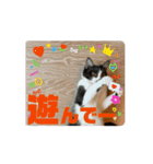 猫(こはくとおと)のスタンプ（個別スタンプ：5）