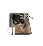 猫(こはくとおと)のスタンプ（個別スタンプ：6）