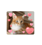 猫(こはくとおと)のスタンプ（個別スタンプ：7）