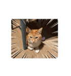 猫(こはくとおと)のスタンプ（個別スタンプ：8）