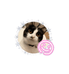 猫(こはくとおと)のスタンプ（個別スタンプ：9）