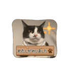 猫(こはくとおと)のスタンプ（個別スタンプ：10）