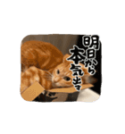 猫(こはくとおと)のスタンプ（個別スタンプ：11）
