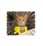 猫(こはくとおと)のスタンプ（個別スタンプ：12）